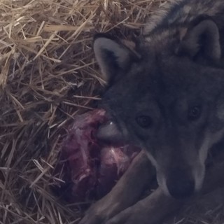 Elwood tornerà a correre nei suoi boschi, Enpa Savona: "Risponde bene alla degenza"