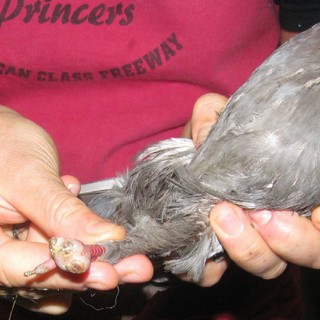 Varazze, "sadici wanted". L'Enpa lancia un appello