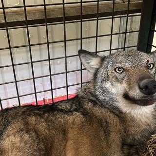 Lupo investito tra Cogoleto e Arenzano, non ce l'ha fatta Ursula Lupo investito tra Cogoleto e Arenzano, non ce l'ha fatta Ursula