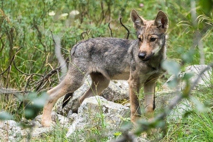 Peagna di Ceriale: al museo "Silvio Lai" per "scoprire" il lupo