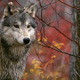 L'OSA: "Inutile abbattere i lupi, bisogna obbligare i proprietari di greggi e animali da cortile a dotarsi di cani da guardiania e stalle robusti" L'OSA: "Inutile abbattere i lupi, bisogna obbligare i proprietari di greggi e animali da cortile a dotarsi di cani da guardiania e stalle robusti"