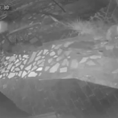 Lupi vicino alle case, il video arriva da Erli