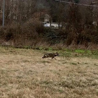 Possibile avvistamento di un lupo in pieno giorno a Ferrania