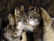 Le associazioni ENPA, LAV, LIPU e WWF: &quot;Pieno sostegno al ministro dell'Ambiente Costa che annuncia il 'piano lupo' senza uccisioni&quot;