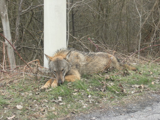Caccia al Lupo in Liguria? Grillini all'attacco: "Ricordiamo che la fauna è patrimonio indisponibile dello Stato"