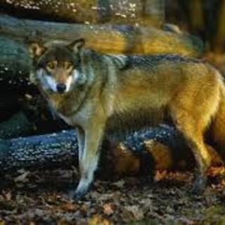 Caccia al lupo: arriva il primo ok Stato Regioni. Insorgono gli ambientalisti "Provvedimento inutile e dannoso" Caccia al lupo: arriva il primo ok Stato Regioni. Insorgono gli ambientalisti "Provvedimento inutile e dannoso"