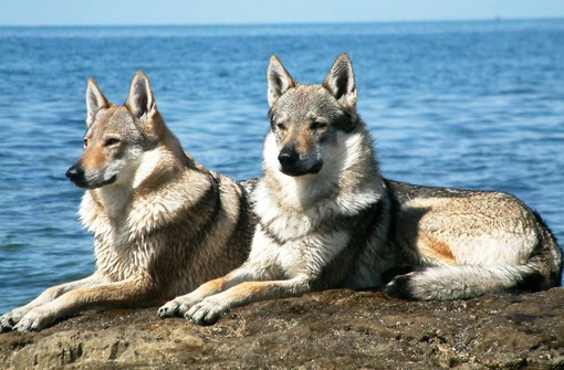 Lupi in Liguria, la denuncia dell'Enpa: "150 esemplari in Liguria? La realtà è forse diversa"