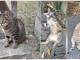 Savona, Micia e Claretta, le due gatte "condominiali" scomparse nel quartiere: l’appello dei residenti per trovarle
