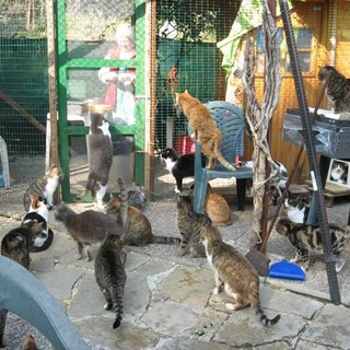 Savona, domani raccolta cibo per i gatti dell’Oasi Felini Felici Savona, domani raccolta cibo per i gatti dell’Oasi Felini Felici