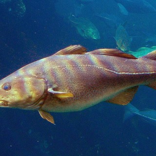 Proprietà e benefici del merluzzo: un pesce che fa bene a tutti