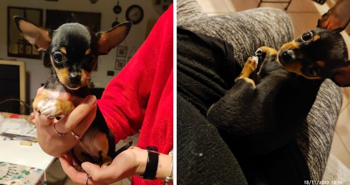 Andora, è stata rubata Mia, cagnolina Chihuahua: l’appello per ritrovarla