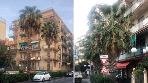 Borghetto, nuove risorse per la gestione e manutenzione del verde pubblico Borghetto, nuove risorse per la gestione e manutenzione del verde pubblico