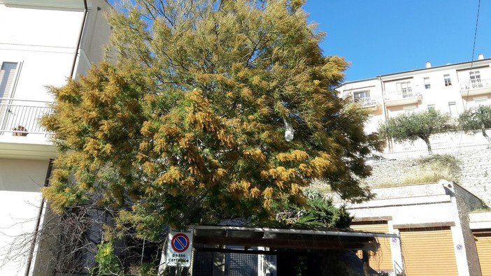 8 Marzo: mimosa già secca per la Festa della Donna, floricoltori ai ripari 8 Marzo: mimosa già secca per la Festa della Donna, floricoltori ai ripari