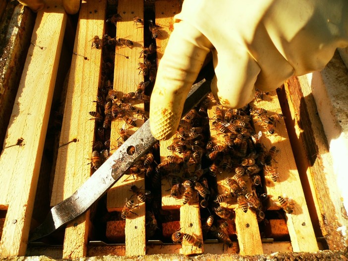 Il 26 marzo Il Parco dell'Antola ospiterà la giornata conclusiva dell'ultima edizione del Concorso "Mieli dei Parchi della Liguria"