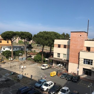 Salvi due pini di piazza Matteotti ad Albenga