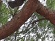 Merlo impiccato ad un albero nella pineta di Ceriale