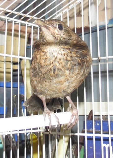E' stato soccorso dai volontari della Protezione Animali savonese il primo merlo nidiaceo caduto da un nido introvabile