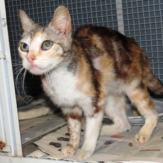 Il gatto Matilda e un'oca cercano casa