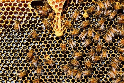 Giornata Mondiale Api, Coldiretti: &quot;Cresce il consumo di miele, ma l’andamento climatico rischia di condizionare l’annata ligure&quot;
