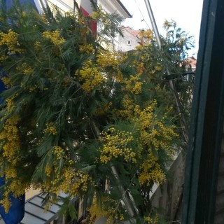 Mimose al balcone del Comune di Finale per la festa della donna