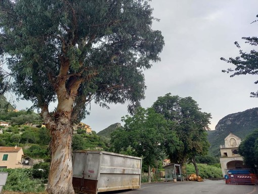 Finale, dalla minoranza una mozione per la tutela del patrimonio arboreo finalese Finale, dalla minoranza una mozione per la tutela del patrimonio arboreo finalese