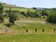 La nuova stagione del turismo lento: boom di camminate enogastronomiche in Val Bormida tra boschi, sapori e comunità La nuova stagione del turismo lento: boom di camminate enogastronomiche in Val Bormida tra boschi, sapori e comunità