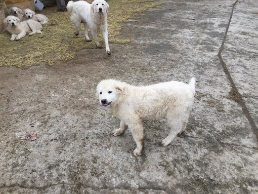 7 cuccioli cercano casa: in regalo pastori maremmani a Stella 7 cuccioli cercano casa: in regalo pastori maremmani a Stella