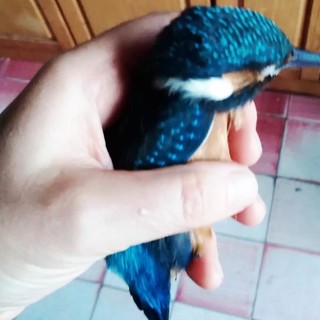 Portovado, un martin pescatore soccorso dai volontari della Protezione Animali