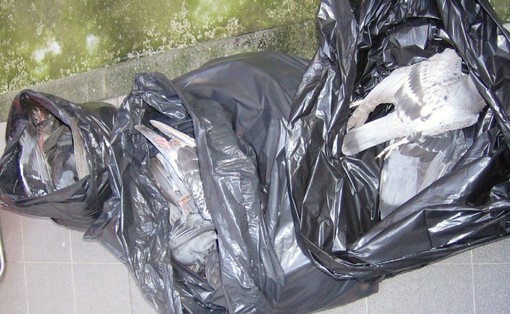 Finale: colombi avvelenati, terzo caso in pochi mesi Finale: colombi avvelenati, terzo caso in pochi mesi