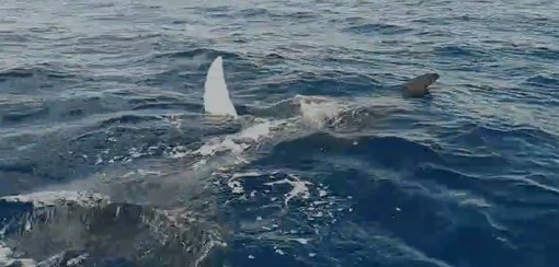 Albenga, avvistamento di 4 mante di circa 2 metri l’una, Lega Navale: "Evento rarissimo nei nostri mari" (VIDEO) Albenga, avvistamento di 4 mante di circa 2 metri l’una, Lega Navale: "Evento rarissimo nei nostri mari" (VIDEO)