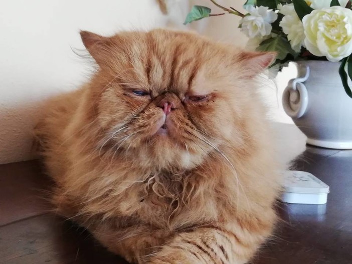 Villanova: lieto fine per Minimò, è stato ritrovato