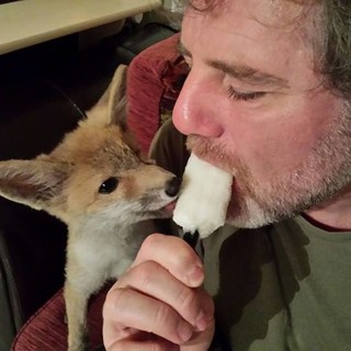 La volpe Mapi salvata dai volontari Enpa ora vive come un cagnolino