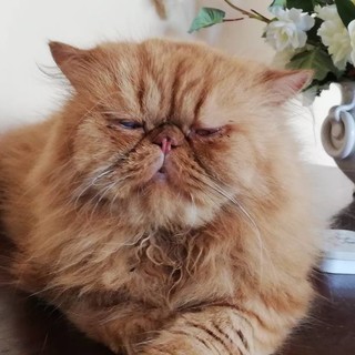 Villanova: lieto fine per Minimò, è stato ritrovato