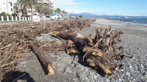 Albenga, firmata ordinanza per consentire ai privati di prendere la legna accumulata dalla mareggiata