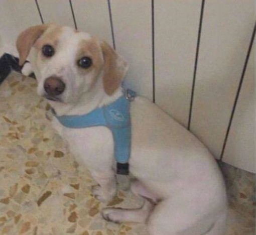 Il cagnolino Mojito è tornato a casa, il ringraziamento dei proprietari: &quot;Albenga ha mostrato il suo grande cuore&quot;