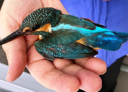 Fauna selvatica in città: l'Enpa chiede a Regione Liguria di farsi carico, con un servizio pubblico o privato convenzionato, dell’emergenza