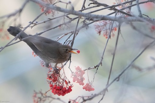 I Giorni della Merla: storia dei tre giorni più freddi dell’anno