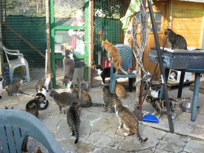 Savona, domani raccolta cibo per i gatti dell’Oasi Felini Felici