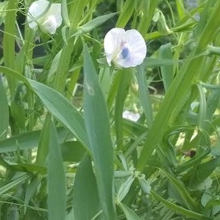 A Cengio la 3° edizione della Festa del Moco in Fiore
