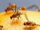 Sciami di moscerini 'invadono' il ponente savonese