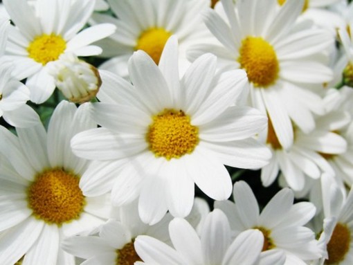 Le piante di Albenga per il Gaslini