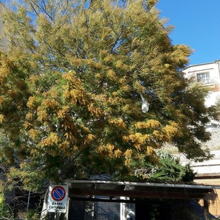 8 Marzo: mimosa già secca per la Festa della Donna, floricoltori ai ripari