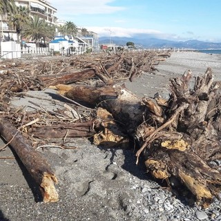 Albenga, firmata ordinanza per la gestione del materiale ligneo depositato sul lungomare dalla mareggiata