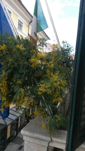 Mimose al balcone del Comune di Finale per la festa della donna Mimose al balcone del Comune di Finale per la festa della donna