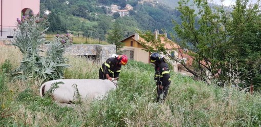 Varazze, l'elicottero dei vigili del fuoco in azione per salvare una mucca (FOTO e VIDEO) Varazze, l'elicottero dei vigili del fuoco in azione per salvare una mucca (FOTO e VIDEO)