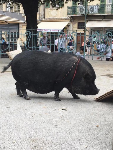 Pietra Ligure "invasa" da asini, galline, oche, suini, conigli: successo per Happy Farm di Coldiretti
