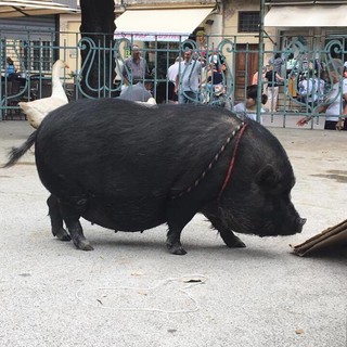 Pietra Ligure "invasa" da asini, galline, oche, suini, conigli: successo per Happy Farm di Coldiretti