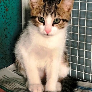 Gatto recuperato nel vano motore di un'auto a Savona, l'Enpa: "Ora sta bene e cerca una famiglia"