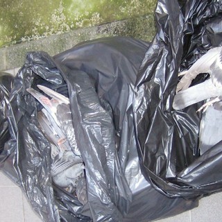 Finale: colombi avvelenati, terzo caso in pochi mesi