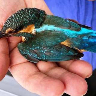 Fauna selvatica in città: l'Enpa chiede a Regione Liguria di farsi carico, con un servizio pubblico o privato convenzionato, dell’emergenza